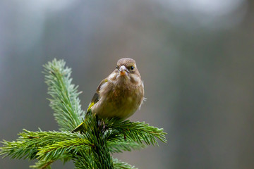 Greenfinch bird at the feeding trough.