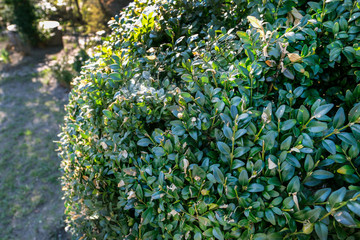 Buxus shrubs in public park.