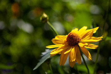 The yellow flower on blurred background