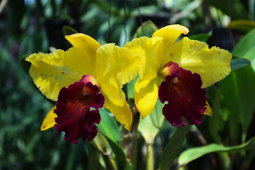 Obraz premium Cattleya yellow orchid flower with red lip