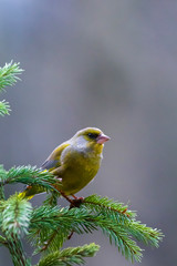 Greenfinch bird at the feeding trough.