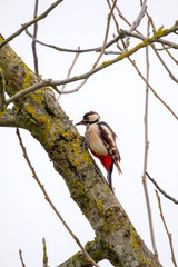 Woodpecker on the old garden trees.