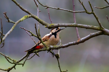 Woodpecker on the old garden trees.