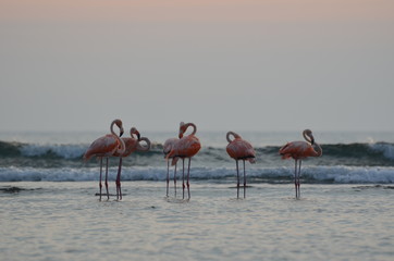 Flamingos