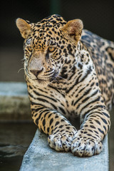 Naklejka premium Jaguar just lazing around.