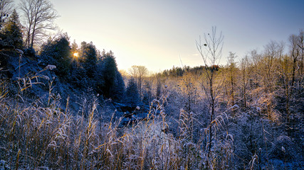 Morning sun beams pouring through a forest scene