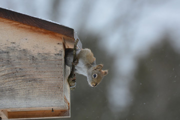 American Red Squirrel finding shelter in bird house in winter storm