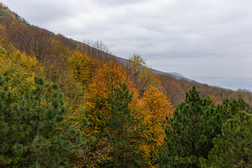 Naklejka premium Autumn forest landscape, tranquil scene