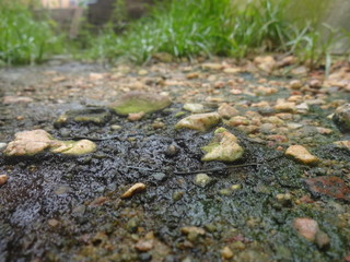 Green environment with running water, moss present in Amazonian soil, beautiful photography