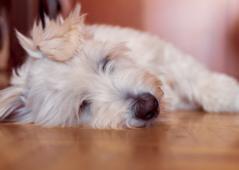 Adopted white Catalan Sheepdog breed dog rests on parquet at home