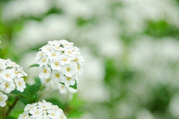 Blooming bush with white flowers named Spiraea Vanhouttei. Branch of white Spiraea. Springtime blossom concept