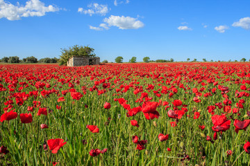 Red Poppies field over the blue sky with a stone hut.
