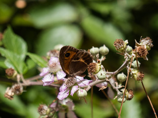 Butterfly and pink flower, green leave background