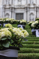 Beautiful Hydrangea flowers