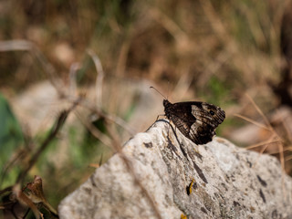 Beautiful butterfly on rock in the countryside, nature background