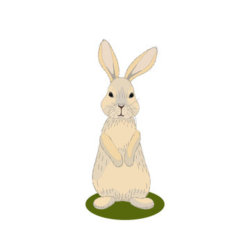 Cute standing bunny vector illustration on white background
