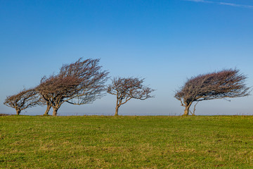 A row of windswept trees on Firle Beacon, along the South Downs Way