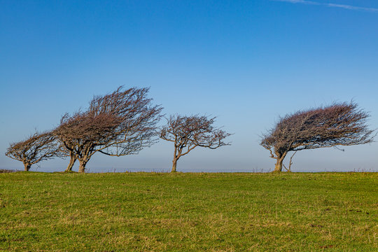A row of windswept trees on Firle Beacon, along the South Downs Way