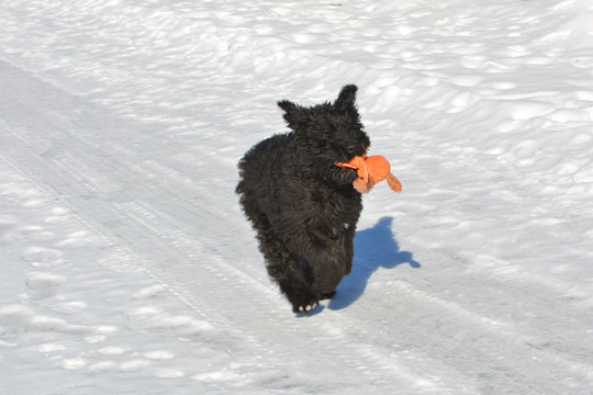 Bouvier des Flanders running with dog toy