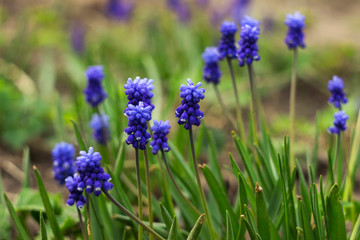 Muscari armeniacum, blue grape hyacinths is a perennial bulbous plant. Floral pattern, beautiful spring flowers in the flowerbed, blurred background