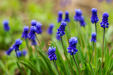 Muscari armeniacum, blue grape hyacinths is a perennial bulbous plant. Floral pattern, beautiful spring flowers in the flowerbed, blurred background