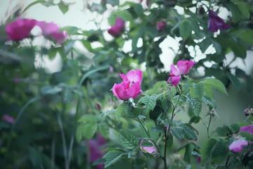 Dog rose blooming plant. Rosa canina pink flowers
