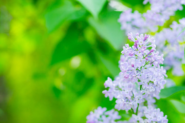 Spring branch of blossoming lilac. Lilac flowers bunch over blurred background. Purple lilac flower with blurred green leaves. Valentine's day. Copy space
