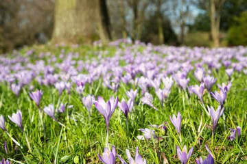 Fotobehang Krokus paarse krokussen  © Kara