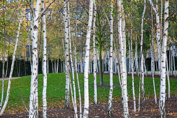 Birch woods outdoor