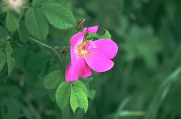 Dog rose blooming plant. Rosa canina pink flowers