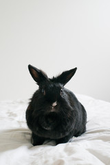 Kaninchen 