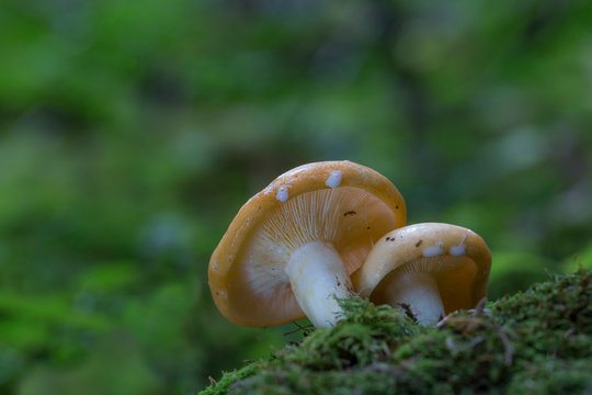 Lactarius, mushroom in the forest in autumn