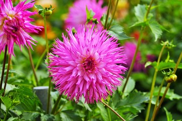  Beautiful dahlia flower in a botanical garden in summer