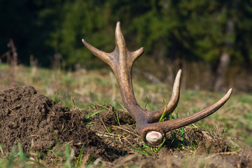 Fototapeta na wymiar Red deer antler