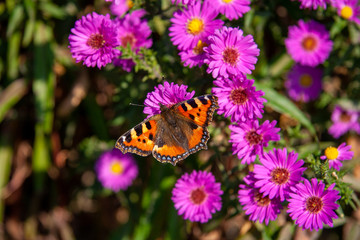 Peacock butterfly on the flowers of aster purple dome