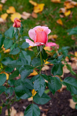 Pink rose blooming in summer end