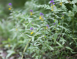 Melampyrum nemorosum plant growing in summer forest.