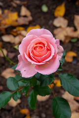 Pink rose blooming in summer end