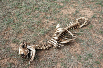 Pronghorn skeleton on the ground