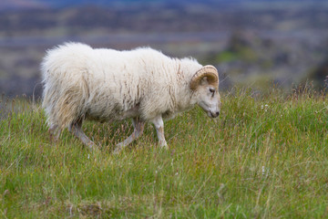 Obraz na płótnie Canvas typical icelandic sheep