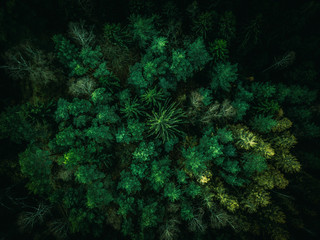 abstract green background of trees from above