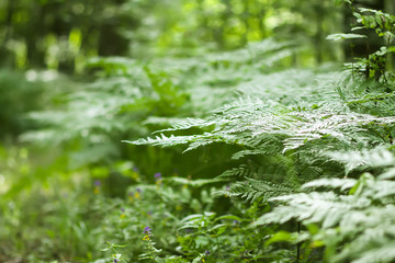 Pteridium aquilinum, brake or common bracken plant, eagle fern, Eastern brakenfern. Green fern  leaves in summer forest close up.
