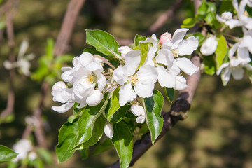 Nice apple-tree branch brblooming in spring time
