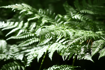 Pteridium aquilinum, brake or common bracken plant, eagle fern, Eastern brakenfern. Green fern  leaves in summer forest close up.