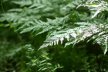 Pteridium aquilinum, brake or common bracken plant, eagle fern, Eastern brakenfern. Green fern  leaves in summer forest close up.
