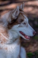 Close-up of the head of a dog of breed Siberian Husky