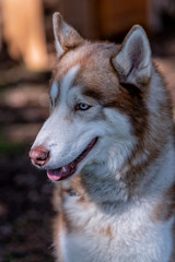 Close-up of the head of a dog of breed Siberian Husky