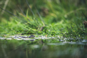 frog on green pond