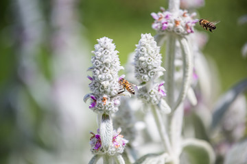 Honeybees collect nectar and pollen from Stachys byzantina, lamb's-ear, woolly hedgenettle, Stachys lanata, olympica fluffy white plants with purple flowers on flowerbed in garden near apiary.