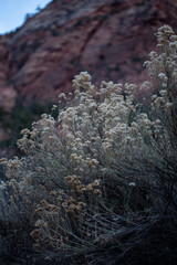 Dried flowers and brown winter foliage in Zion National Park, Utah